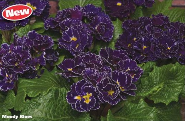 Primula Novelty Moody Blues - (1503)